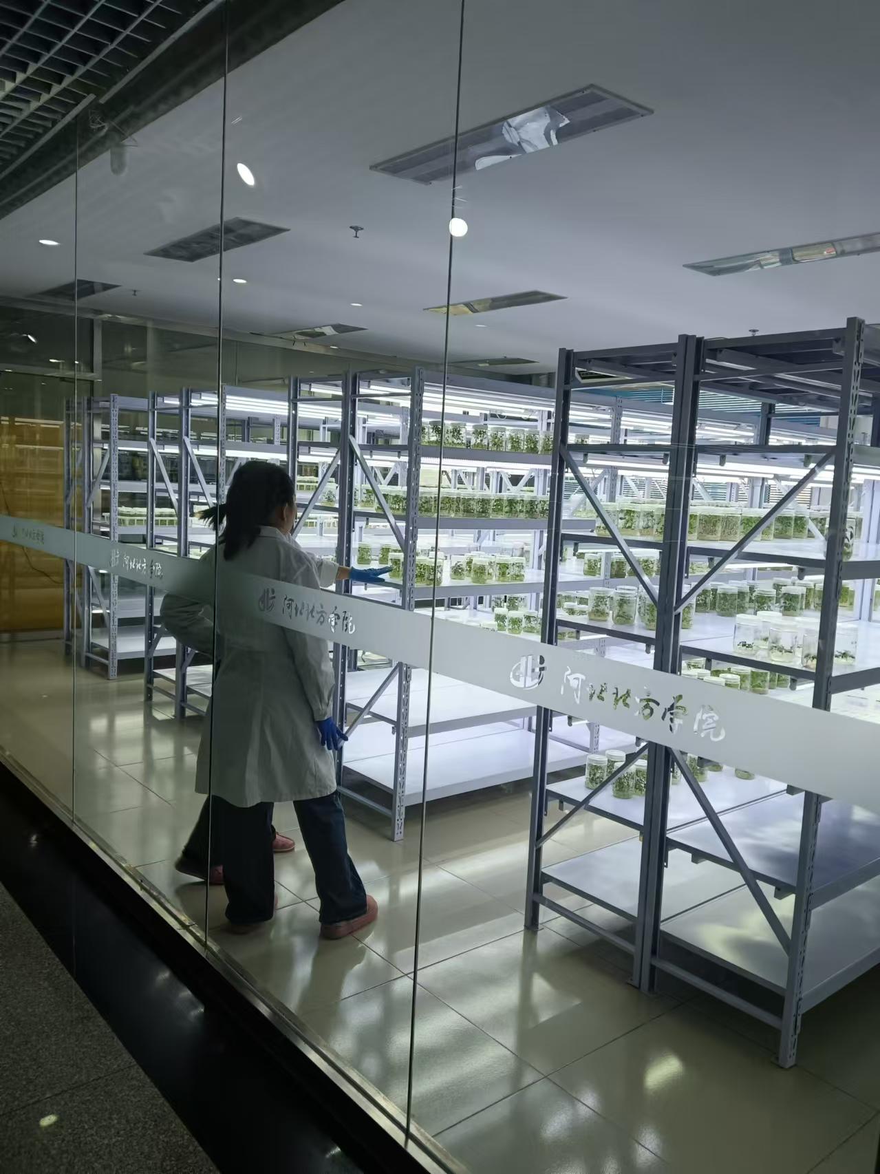 宁河植物组培室设计的基本布局有哪些？