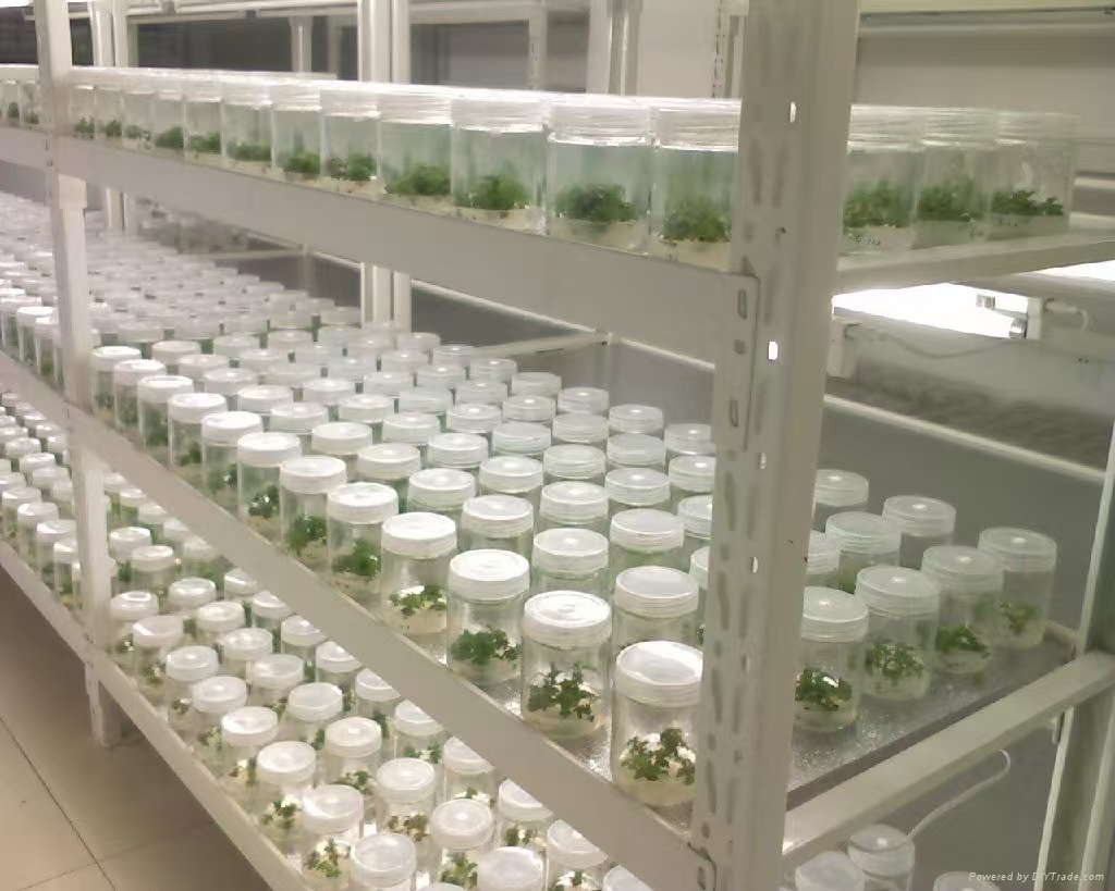 宁河组培实验室应该如何布局